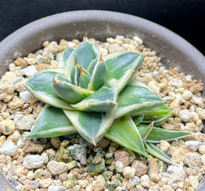 アガベ ピンキー　王妃笹の雪A型白覆輪　カキ仔付き　Agave filifera 'Pinky'　