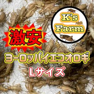 100匹+20%+(死着保証10%)　Lサイズ(1.5cm～成虫)　激安ヨーロッパイエコオロギ　