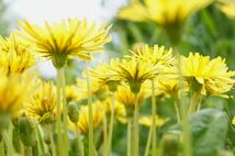 ■京都産　カンサイタンポポの種　30粒　関西たんぽぽのタネ　Kansai Dandelion かんさいたんぽぽ　_画像2