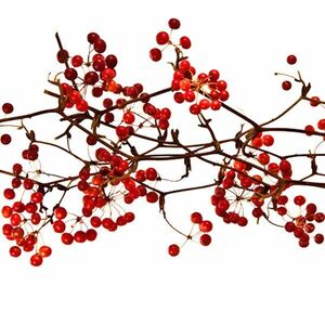 京都産 栽培用サンキライの種 30粒 / 山帰来 サルトリイバラ　実生栽培　赤い実や蔓をリースやスワッグに