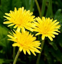 ■京都産　カンサイタンポポの種　30粒　関西たんぽぽのタネ　Kansai Dandelion かんさいたんぽぽ　_画像1