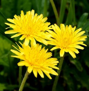 ■京都産　カンサイタンポポの種　30粒　関西たんぽぽのタネ　Kansai Dandelion かんさいたんぽぽ　