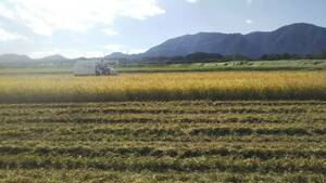 【令和5年産】新米 新潟県認証 無農薬 特別栽培米コシヒカリ 真空包装玄米3kg