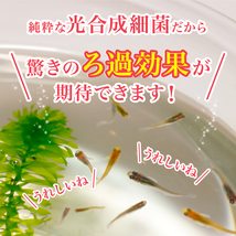 PSB光合成細菌20L培養セット バクテリア めだか らんちゅう 金魚 熱帯魚 グッピーに最適 ミジンコゾウリムシクロレラ培養_画像6