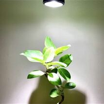 24w植物育成ライトGrowLight 6000K COBLED_画像5