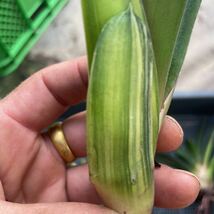 ベッケリー（斑入り）Gasteria beckeri f.variegata ガステリアの王_画像5