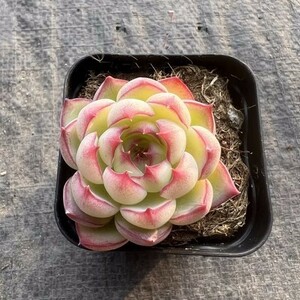 Sedum pachyphyllum 多肉植物 エケベリア 韓国苗 超美苗