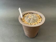 ギノカリキウム　怪竜丸　珍奇植物　ビザールプランツ(2)_画像4