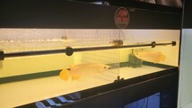 愛魚を真っ赤に仕上げます　1200水槽用(112㎝)　テンニングライト　真紅AROWANA TANNING LIGHT　紅龍　金龍　アロワナ　LED2700K 3列LED_画像2