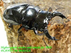 PLANET OF BEETLE10/19南西Ediki Mbonge産天然レギウス♂61㎜♀42㎜完品ペア