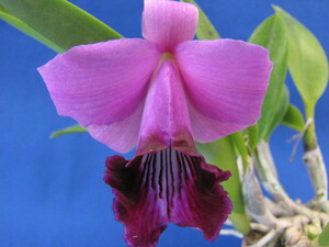 C.dayana‘Miwa’