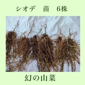 シオデ　苗　6株 幻の山菜