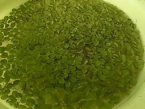 浮き草　26ｃｍ洗面器にいっぱい オオサンショウモ　送料無料