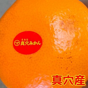  真穴みかん 5kg ２Ｓ〜Lサイズ愛媛西宇和ご家庭用訳あり愛媛みかんえひめ温州みかんまあなみかん北海道沖縄地方発送不可です