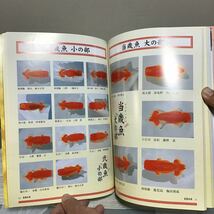 金魚伝承 第18号 2009年 全国品評大会 総覧 カ③ 金魚詳報誌 日本らんちゅう協会 観魚会 錦蘭会 金魚文化連合会 京都金鱗会 定価3600円_画像9