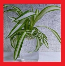 送料73円　観葉植物　冬は水栽培　ナカフオリヅルラン（中斑折鶴蘭）子株１株　オリヅルランは強く育て易く増えます♪_画像3