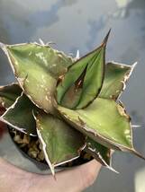 【ワケあり】アガベ オテロイ 実生② 検) Agave oteroi titanota チタノタ 白鯨 オアハカ_画像7