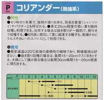 パクチーの種子 50粒 晩抽系 とう立ち遅い！【2024.6】コリアンダー 香菜 ハーブ エスニック料理の定番！_画像3