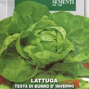 バターレタスの種子 100粒 TESTA DI BURRO D'INVERNO【2025.6】サラダ菜系 ライトグリーンの葉はとろけるような舌触り！ 早生種 固定種