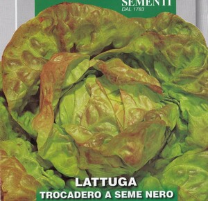 レタス・トロカデロの種子 100粒 TROCADERO A SEME NERO【2024.6】赤みがかったサラダ菜系レタス 固定種