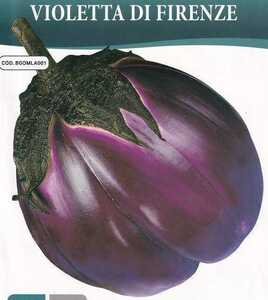 ナス フィレンツェの種子 8粒 VIOLETTA DI FIRENZE【2025.12】トロトロ茄子 丸なす イタリアンナス 固定種