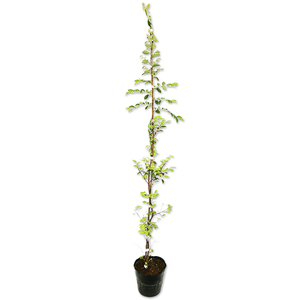 トキワマンサク青葉白花 1m 15cmポット 苗