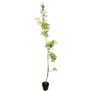 コナラ 1.7m 15cmポット 5本×2 苗木
