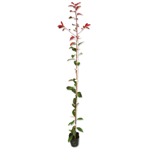  red Robin 1m 10.5cm pot seedling 