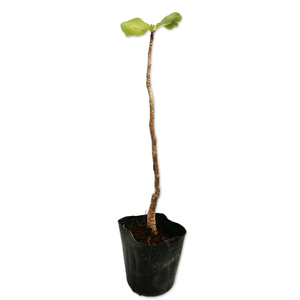  ho onoki0.3m 10.5cm pot seedling 