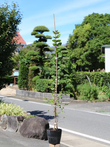 サルスベリ (花色指定不可) 0.8m 15cmポット 苗