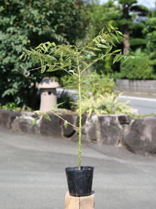 kalas The nshou0.3m 10.5cm pot seedling 