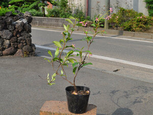 te squid kazla pink flower 9.0cm pot seedling 