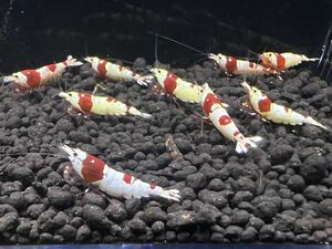 【Gather　Shrimp】レッドビーシュリンプ ５ペア(内抱卵２匹）発送日限定11月26日