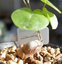 アフリカ亀甲竜varモンタナ 実生株 Dioscorea elephantipes var.montana 2.5号鉢 検索用 コーデックス 塊根植物 _画像4