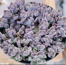 レモータ カット苗 3カット 寄せ植えにも☆ 多肉植物 クラッスラ　　Seewee_Succulents_画像2