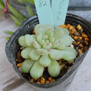 82 ビーンスプラウト　抜き苗 2号 多肉植物 写真現物 Seewee_Succulents