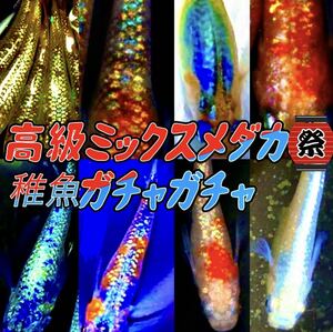 おもしろミックス めだか いろいろなめだか 稚魚10匹＋α 高級ミックスランダム ラメメダカ 卵　お楽しみ　死着保証有り