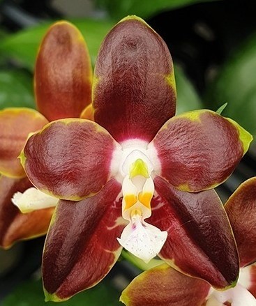 Phal.の値段と価格推移は？｜件の売買データからPhal.の価値が