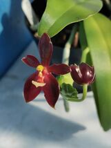 ☆☆洋蘭☆☆ Phal. cornu-cervi var. chattaladae_画像1