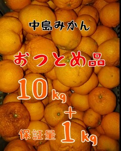 現地中島直送便！！愛媛県中島産みかんおつとめ品11㎏(10㎏＋保証量1㎏)④