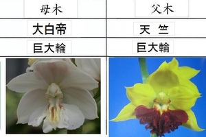 80Hえびね欄　２３７　大白帝×天竺　２本同一株２芽　1-2作以降初花見込苗　山野草エビネラン