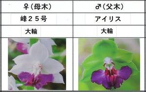 60えびね欄　２１５　峰２５号×アイリス　2作以降開花見込苗　未開花交配苗　山野草エビネラン