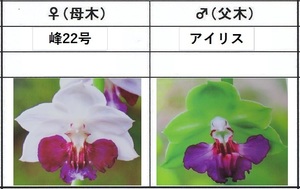 60えびね欄　２１９　峰22号×アイリス　2作以降開花見込苗　未開花交配苗　山野草エビネラン