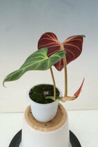 観葉植物　原種　TA10549 Philodendron verrucosum 'Amazon Sunset'_画像3