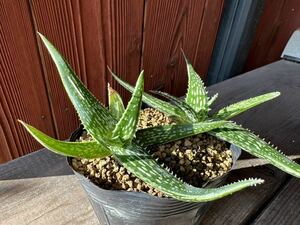 16.アロエ・ハルラナ (Aloe harlana) カキコ　2株