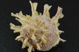 カミナリサザエ　貝標本　貝殻
