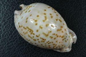 ヨモスガラダカラ　75.5mm　タカラガイ　貝標本　貝殻