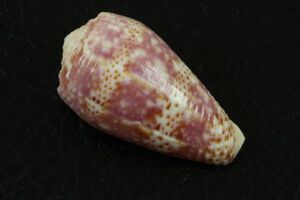 シャクナゲイモ　36.1㎜　超希少美種　イモガイ　貝標本　貝殻