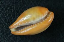 スソベニダカラ　39.1mm　 タカラガイ　貝標本　貝殻_画像2