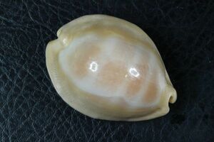 カワムラダカラ　46.4mm　大　 タカラガイ　貝標本　貝殻